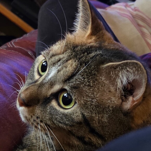 miasfield